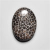 Fossil Coral