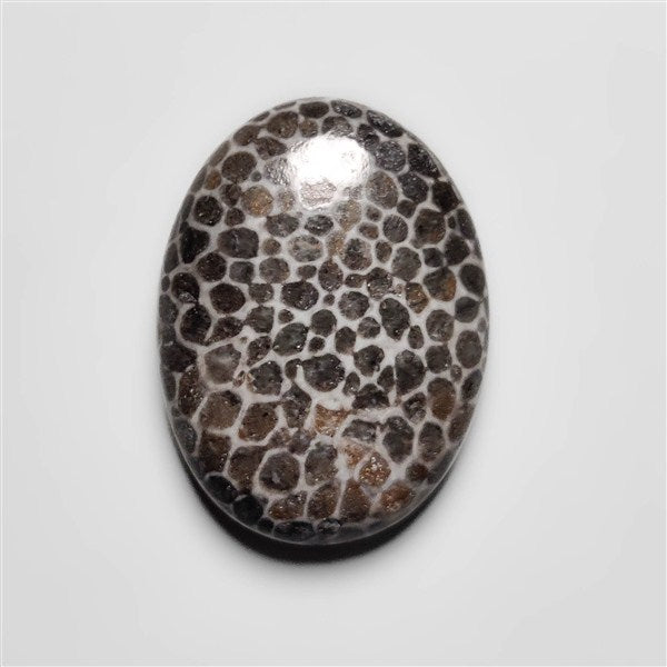 Fossil Coral