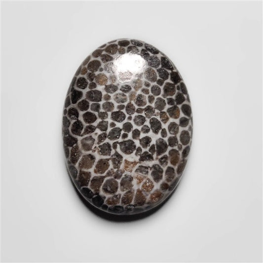 Fossil Coral