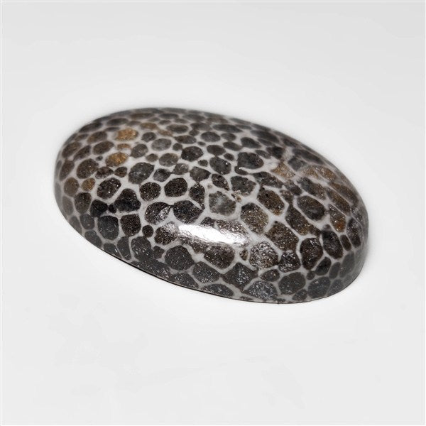 Fossil Coral