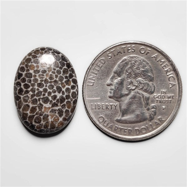 Fossil Coral