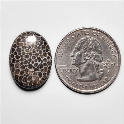 Fossil Coral