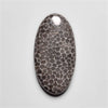 Fossil Coral