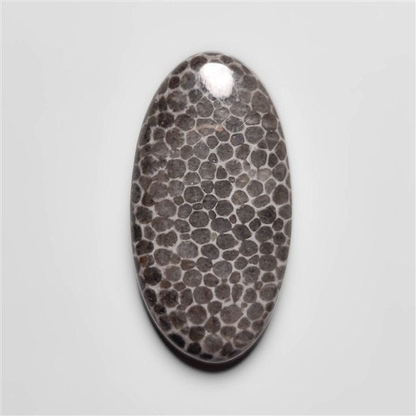 Fossil Coral