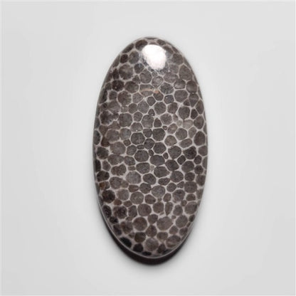 Fossil Coral