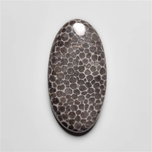 Fossil Coral