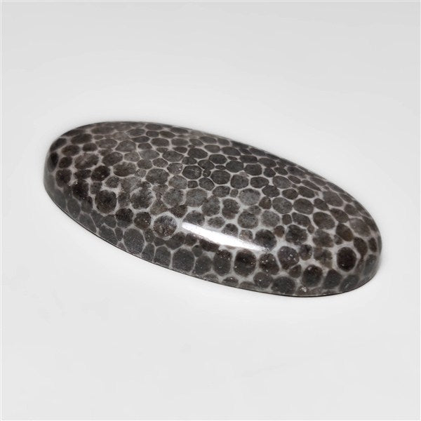 Fossil Coral