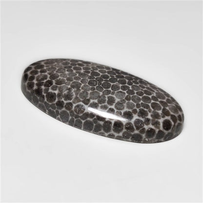 Fossil Coral