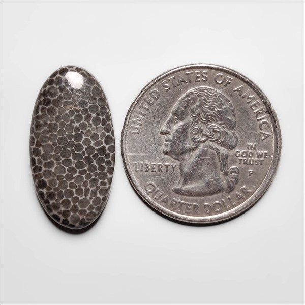 Fossil Coral