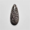 Fossil Coral