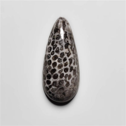 Fossil Coral