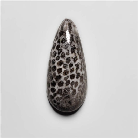 Fossil Coral