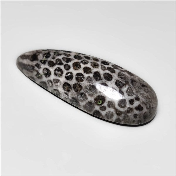 Fossil Coral