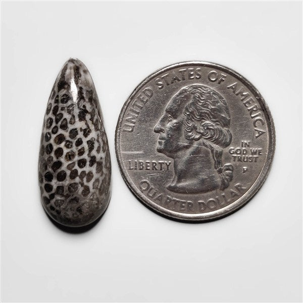 Fossil Coral
