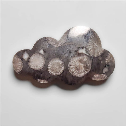 Fossil Coral