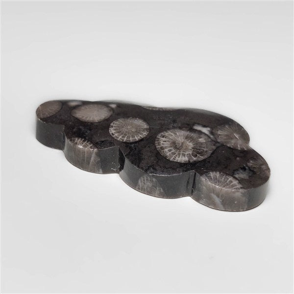 Fossil Coral