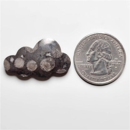 Fossil Coral