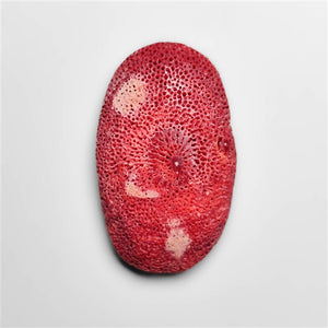 Natural Red Coral Cabochon