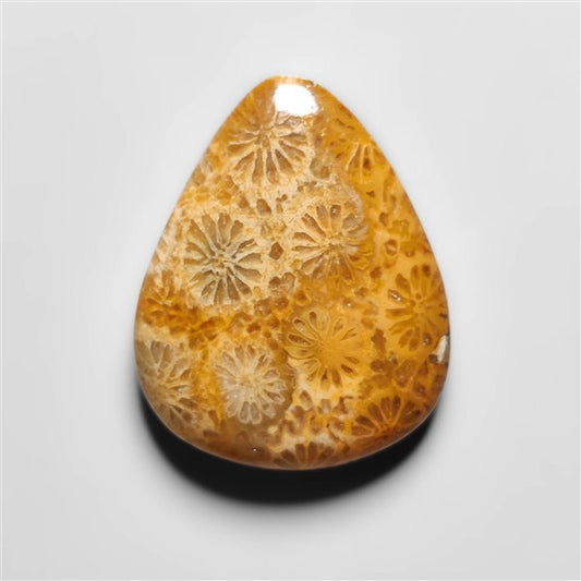 Fossil Coral