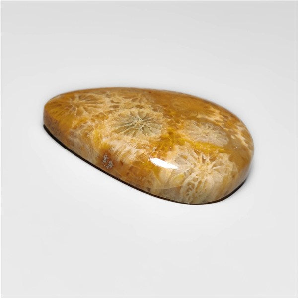 Fossil Coral