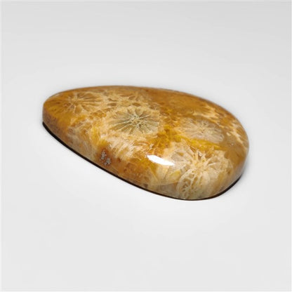 Fossil Coral