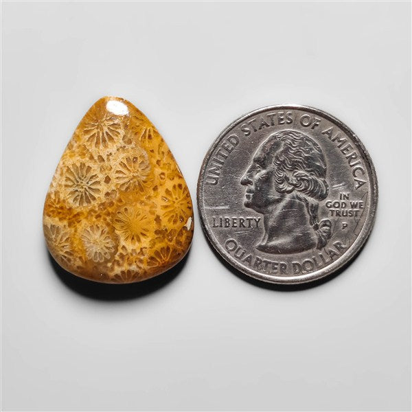 Fossil Coral