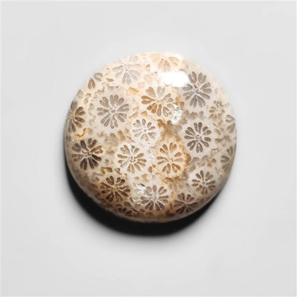 Fossil Coral