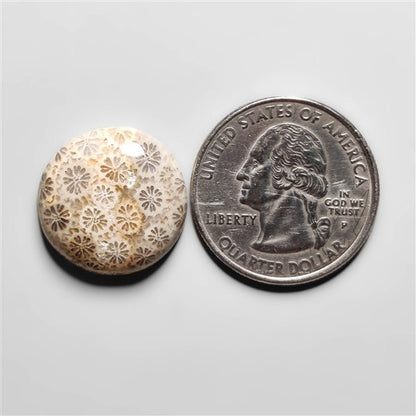 Fossil Coral
