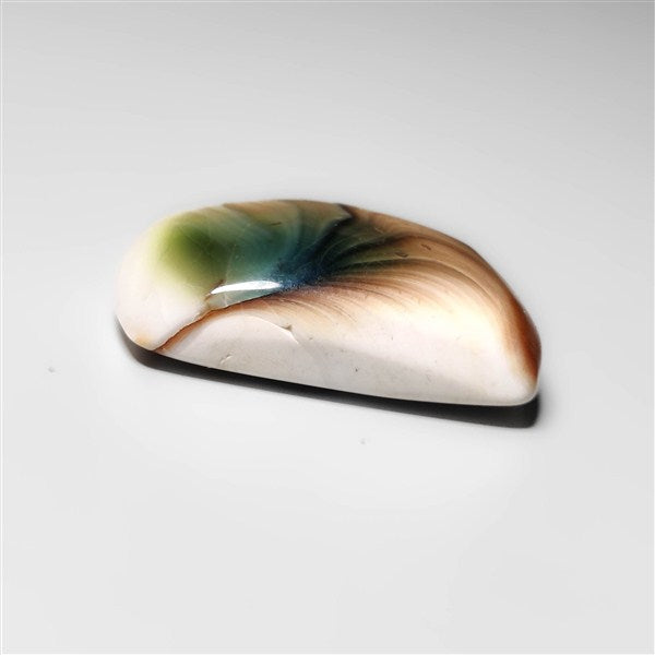 Shiva Eye Shell