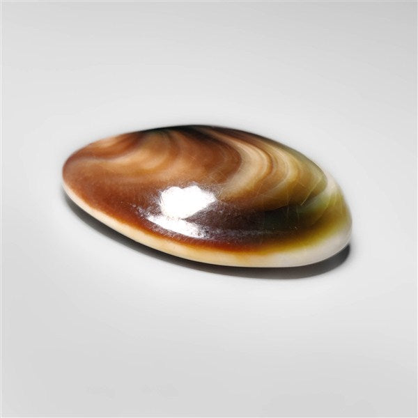 Shiva Eye Shell | Shiva Eye Shell (26X23X7 mm) | Gemstones For Sale