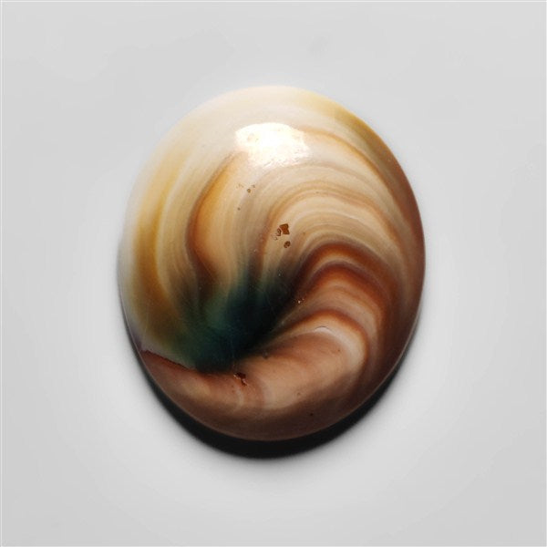 Shiva Eye Shell