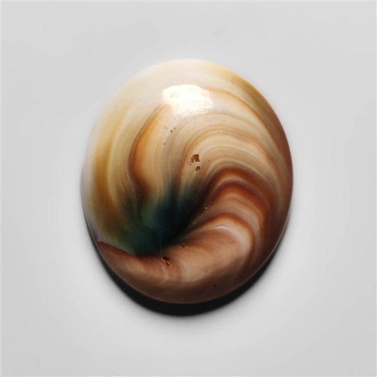 Shiva Eye Shell
