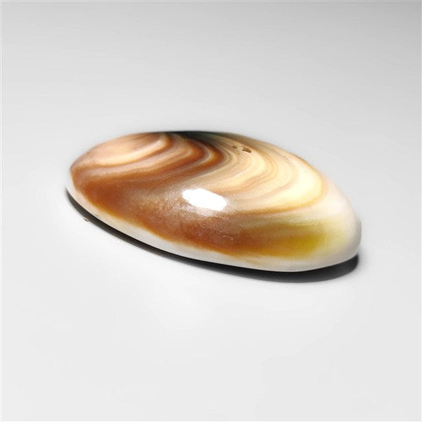 Shiva Eye Shell