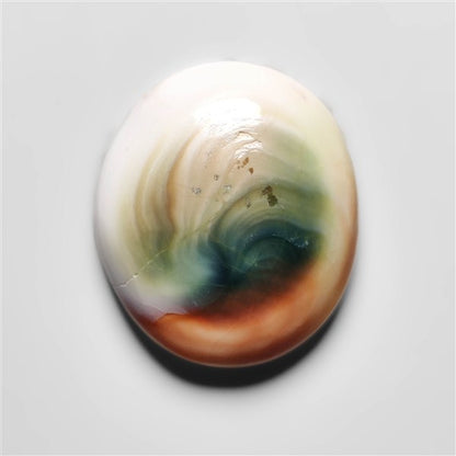 Shiva Eye Shell