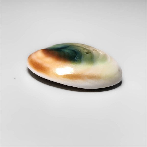Shiva Eye Shell
