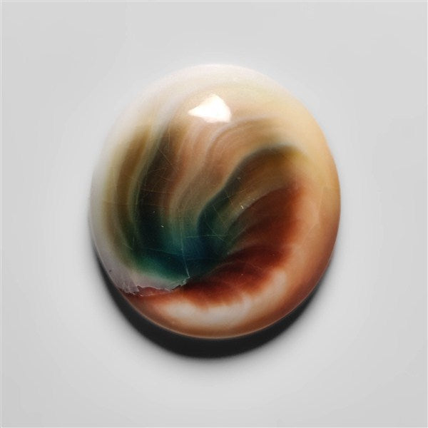 Shiva Eye Shell