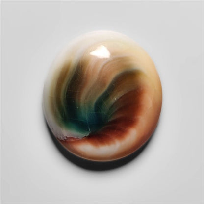 Shiva Eye Shell