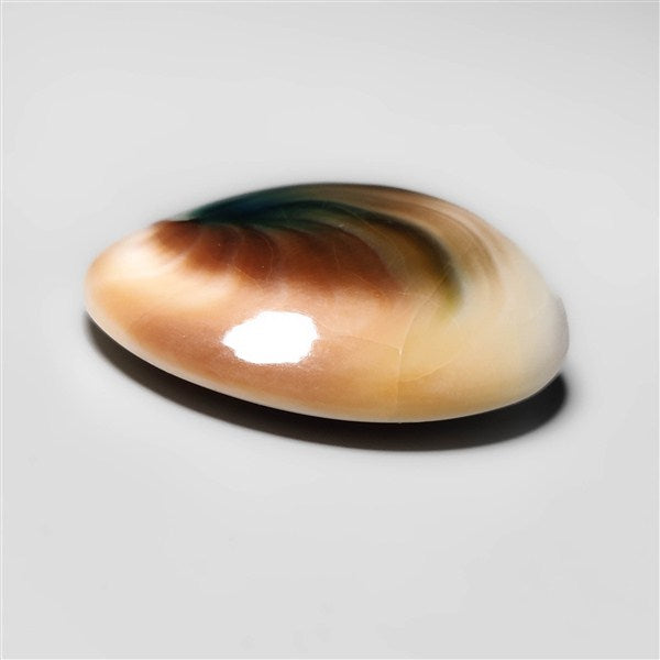 Shiva Eye Shell
