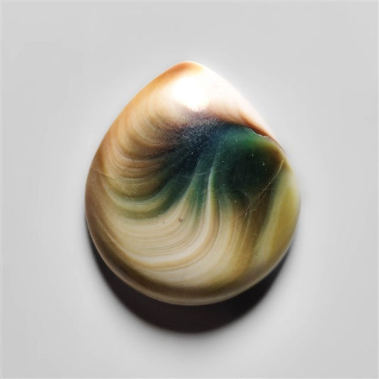 Shiva Eye Shell