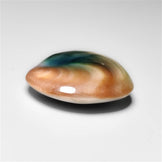Shiva Eye Shell