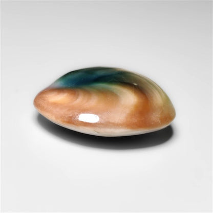 Shiva Eye Shell