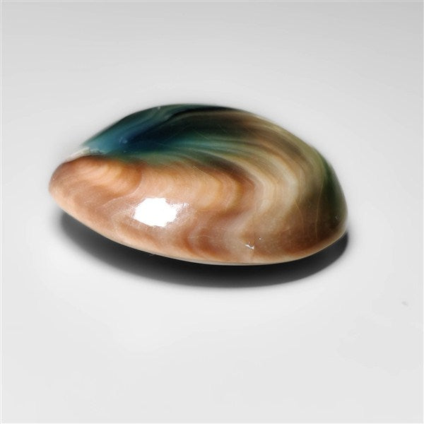 Shiva Eye Shell