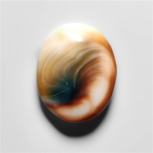 Shiva Eye Shell