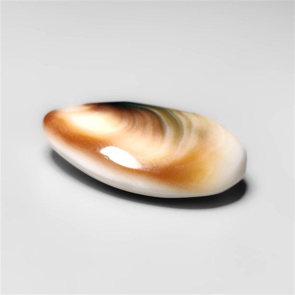 Shiva Eye Shell