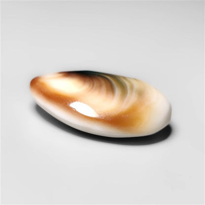 Shiva Eye Shell