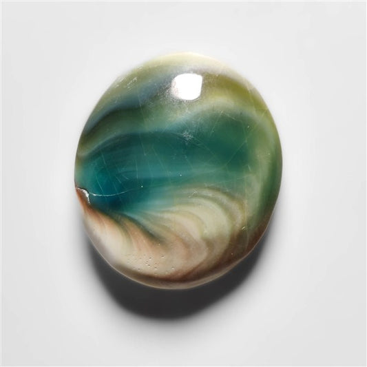 Shiva Eye Shell