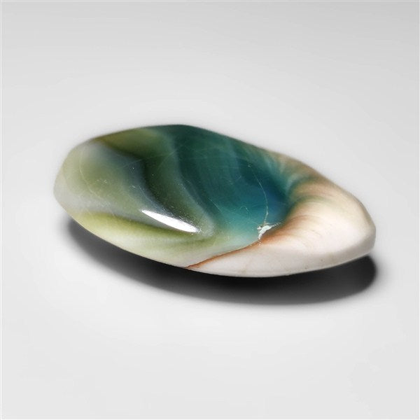 Shiva Eye Shell