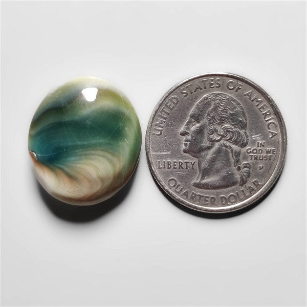 Shiva Eye Shell