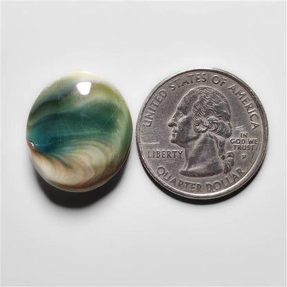 Shiva Eye Shell