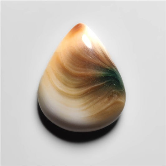 Shiva Eye Shell